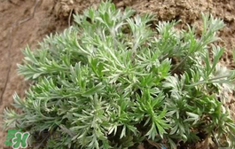 白蒿多少錢一斤？白蒿的價(jià)格