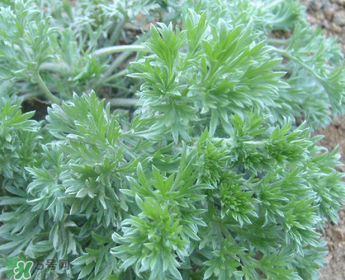 白蒿多少錢一斤？白蒿的價(jià)格