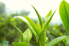 谷雨為什么喝谷雨茶？谷雨茶是什么茶？