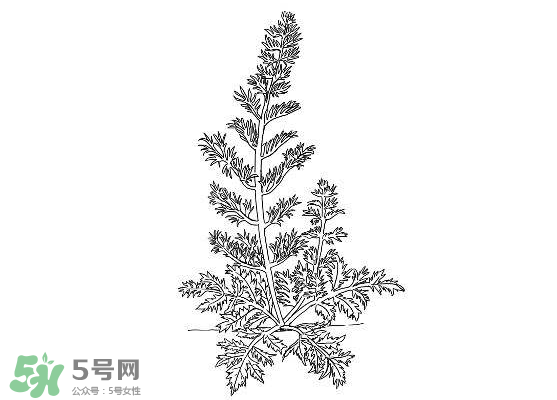 白蒿能生吃嗎？白蒿能不能生吃？