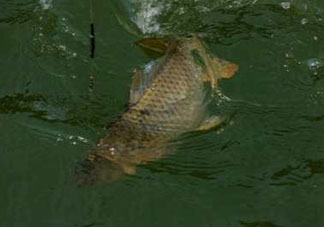 谷雨好釣魚(yú)嗎？谷雨釣魚(yú)用什么餌料？