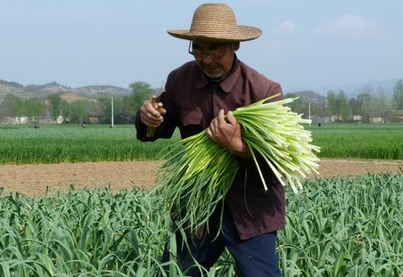 蒜苔是怎么長(zhǎng)出來(lái)的？蒜苔是大蒜長(zhǎng)出來(lái)的嗎