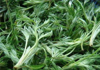 白蒿能治黃疸嗎？白蒿水可以治黃疸嗎？