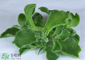 冰草可以放冰箱嗎？冰草能用冰塊保存嗎？
