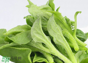 冰草可以放冰箱嗎？冰草能用冰塊保存嗎？