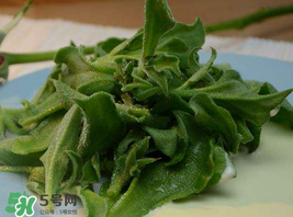 冰草多少錢(qián)一斤？非洲冰草多少錢(qián)一斤？