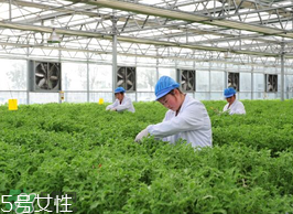 ?冰草為什么會酸？冰草為什么是酸的？