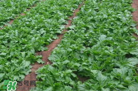 冰菜什么季節(jié)種植？冰菜怎么種植？