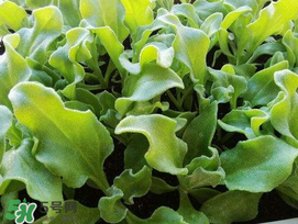 冰菜什么季節(jié)種植？冰菜怎么種植？