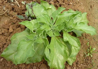 冰菜什么季節(jié)種植？冰菜怎么種植？