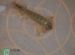 蝦爬子怎么保存？蝦爬子怎么保存才新鮮？