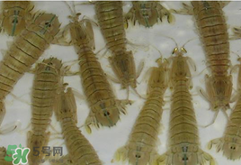 蝦爬子怎么保存？蝦爬子怎么保存才新鮮？