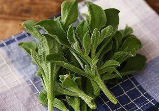 吃冰菜有什么好處？冰菜吃了有什么好處？
