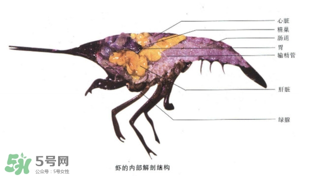 油燜大蝦怎么洗？油燜大蝦怎么清洗