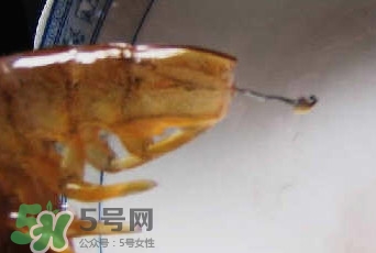 油燜大蝦怎么洗？油燜大蝦怎么清洗