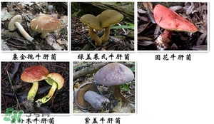 牛肝菌有毒嗎？有毒牛肝菌圖片