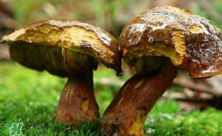 牛肝菌有毒嗎？有毒牛肝菌圖片
