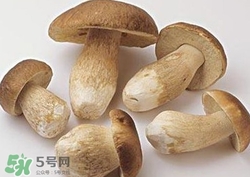 美味牛肝菌多少錢一斤？一斤牛肝菌多少錢？