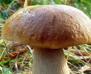 美味牛肝菌多少錢一斤？一斤牛肝菌多少錢？