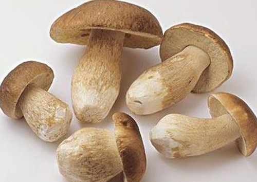 牛肝菌怎么吃？牛肝菌怎么做不會中毒