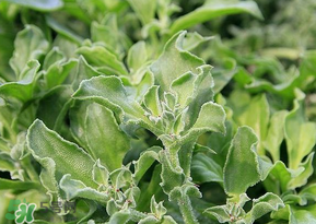 冰菜是什么菜？冰菜和冰草一樣嗎？