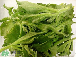 冰菜可以生吃嗎？冰菜能生吃嗎？