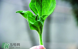 冰菜怎么吃？冰菜可以炒著吃嗎？