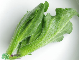 冰菜怎么吃？冰菜可以炒著吃嗎？
