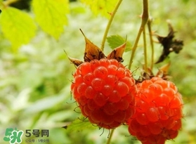刺泡怎么吃？刺泡使用方法