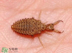 蟻獅價(jià)格多少錢一斤？蟻獅多少錢一克？
