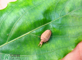 蟻獅價(jià)格多少錢一斤？蟻獅多少錢一克？