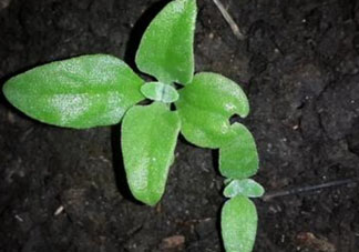 冰菜是什么菜？冰菜和冰草一樣嗎？