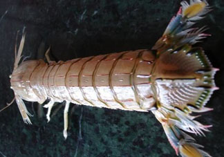爬蝦蒸還是煮？爬蝦蒸好還是煮好？