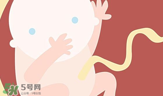 胎兒發(fā)育關(guān)鍵時(shí)期是什么時(shí)候？胎兒發(fā)育黃金期