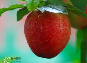 油桃多少錢(qián)一斤？油桃多少錢(qián)一斤2017？