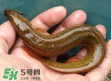 泥鰍如何養(yǎng)？野生泥鰍怎么養(yǎng)