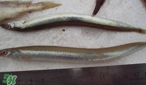 青島面條魚是什么魚？青島面條魚叫什么