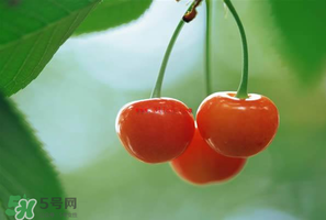 吃櫻桃會(huì)醉嗎？櫻桃吃多了會(huì)醉嗎？