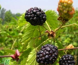 刺泡怎么保存？刺泡保存方法