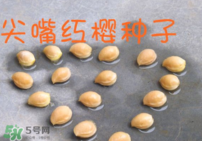 櫻桃籽怎么種小盆栽？櫻桃籽可以種植嗎？