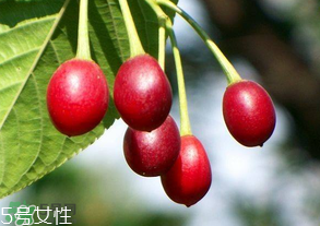 櫻桃籽有毒嗎？櫻桃籽能吃嗎？