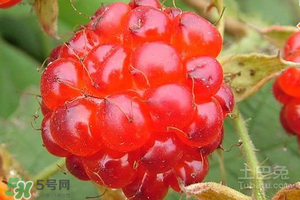 刺泡怎么保存？刺泡保存方法