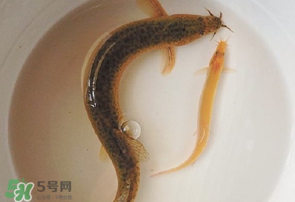 泥鰍吃什么？泥鰍吃什么食物