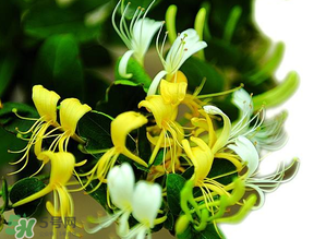 金銀花什么時(shí)候采摘最好？金銀花幾月份采摘？