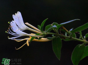 金銀花不能和什么一起吃？金銀花和什么相克？