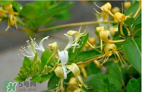 金銀花不能和什么一起吃？金銀花和什么相克？