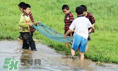 泥鰍怎么抓？泥鰍怎么捉