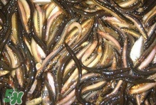 泥鰍有幾種？泥鰍品種大全