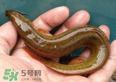 泥鰍死了多久不能吃？泥鰍死了怎么處理