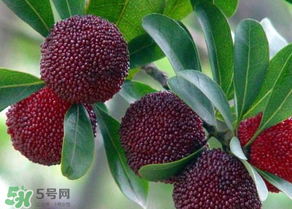 楊梅為什么有蟲子？楊梅有蟲能吃嗎？